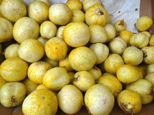 Lemon Cucumber Seeds