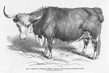 CATTLE A Four Year Old Hereford Steer - Antique Print 1846