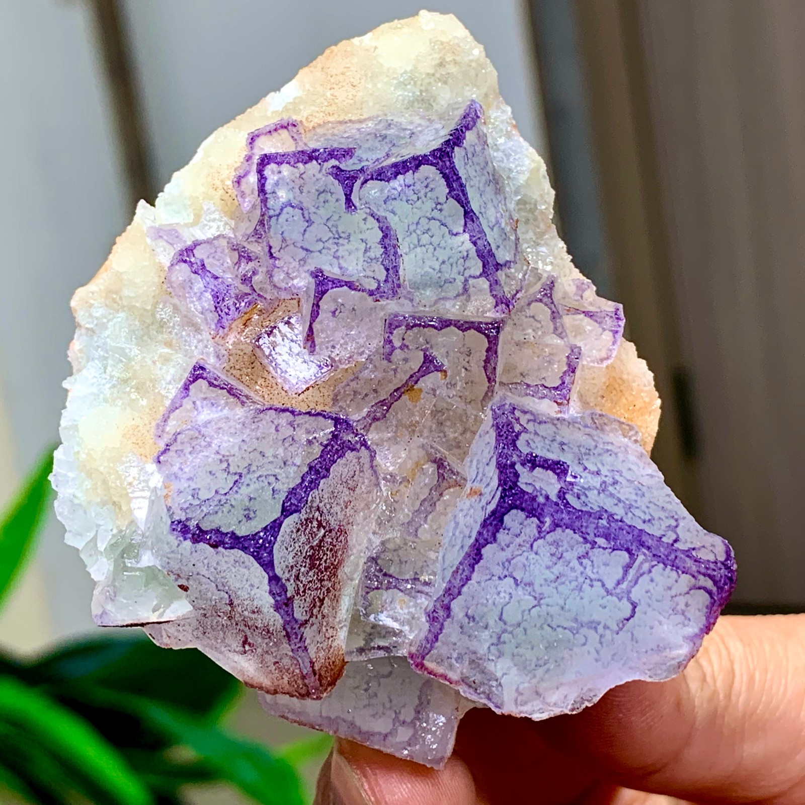 165G Natural Purple 