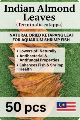 INDIAN ALMONDS LEAVES (TERMINALIA CATAPPA) - 100% NATURAL FROM MALAYSIA