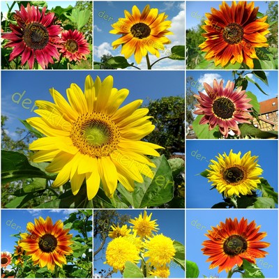 100 SAMEN PRCHTIGER SONNENBLUMEN MIX >10 SORTEN BUNTE SONNENBLUME MISCHUNG  | eBay.de