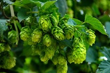 Hop Seeds – 200 Seeds – Hardy Climbing Perennial Herb