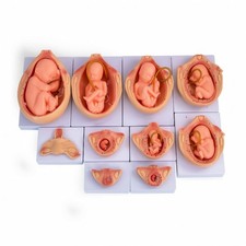 10 Pieces Fetal Development Process Model Anatomical for Classroom, Teachers