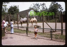 Original Slide - Catskill Game Farm - NY New York - Camels - in 1973