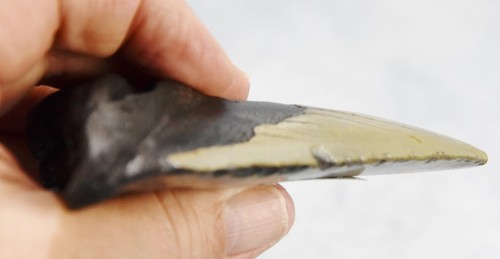 Megalodonte denti di squalo XLG vero fossile 5 - 24 milioni di anni 103mm 4,2" 637dd - Foto 8 di 11