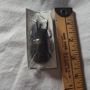 Mounted Preserved Beetle Specimen Collectible Display Case 2.5 Inches