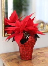 Christmas Red Velvet Poinsettia Plant 12 Inches Tall In Potted Plant