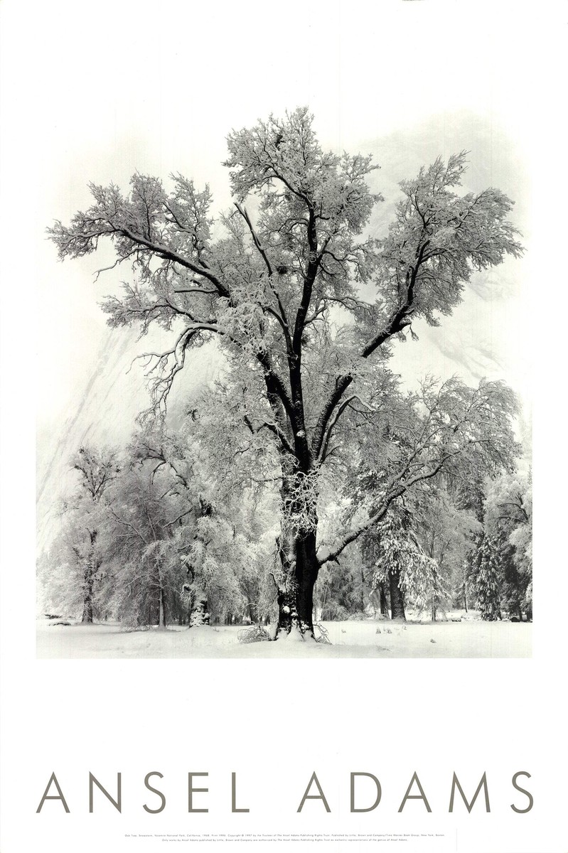 ANSEL ADAMS Oak Tree, Snowstorm, Yosemite National Park