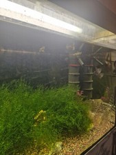 aquarium komplett 300 Ltr