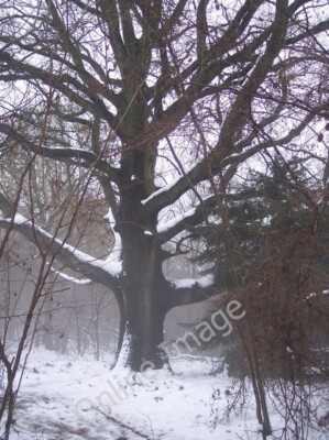 Foto 6x4 Baum in Westfield Wood Kit's Coty gesehen vom North Downs Way c2009