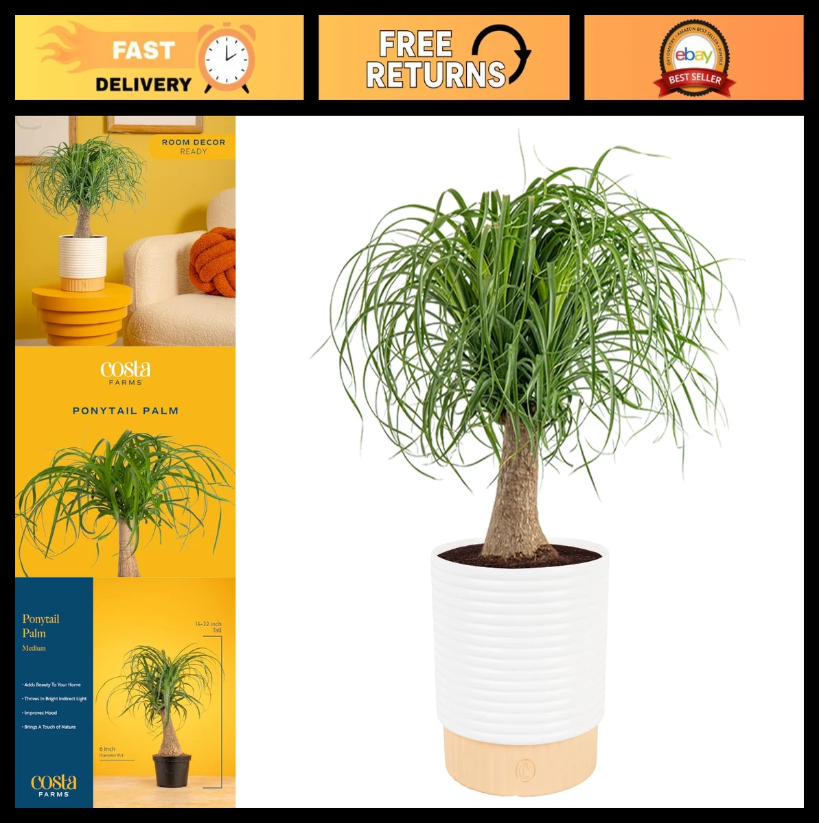ocean spider plant Ocean Spider Plant  Chlorophytum comosum Pot Plant  Santhi Online Plants