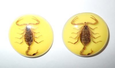 Insect Cabochon Golden Scorpion 35 mm Round on Yellow Bottom 2 pieces Lot