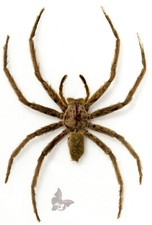 Spider(Araneae) No.7,from Malaysia,UNMOUNTED
