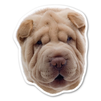 Chinese Shar-Pei Magnet
