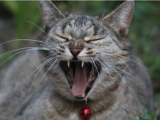 Vibrant Funny Yawning Kitten Cute  Cat Laughing Poster Print Paper OR Wall Vinyl