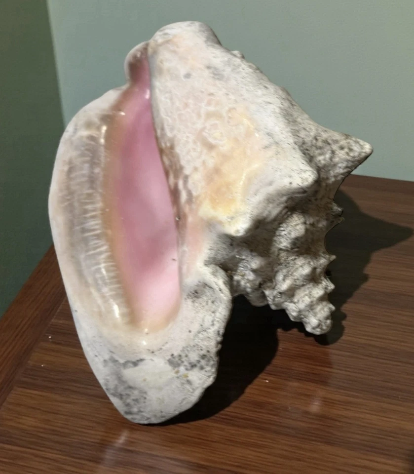 LARGE PINK CONCH SEA SHELL FROM BOTTOM BAY BARBADOS 25 cm X 15cm 2kg - Image 2 of 4