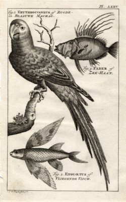 Antiker Druck - Papagei - John Dorie - Fliegender Fisch - Käufe - 1770