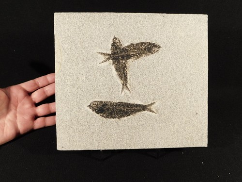 THREE! 100% Natural Knightia FISH Fossils From Fossil Lake Wyoming! 1212gr - Picture 2 of 13