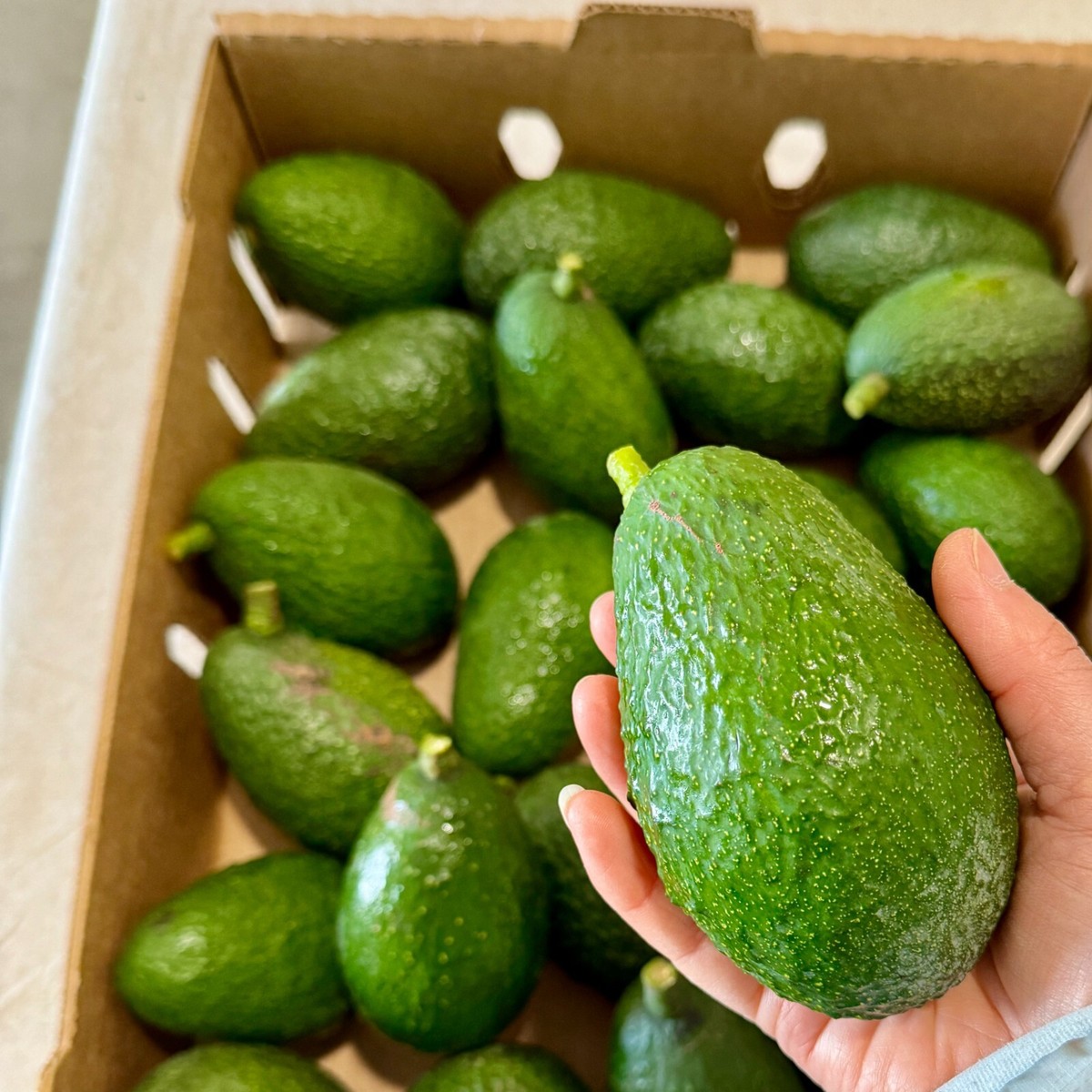 12 Fresh Organic California creamy Hass Avocados handpick per