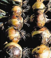 Onion Walla Walla  1,000 seeds