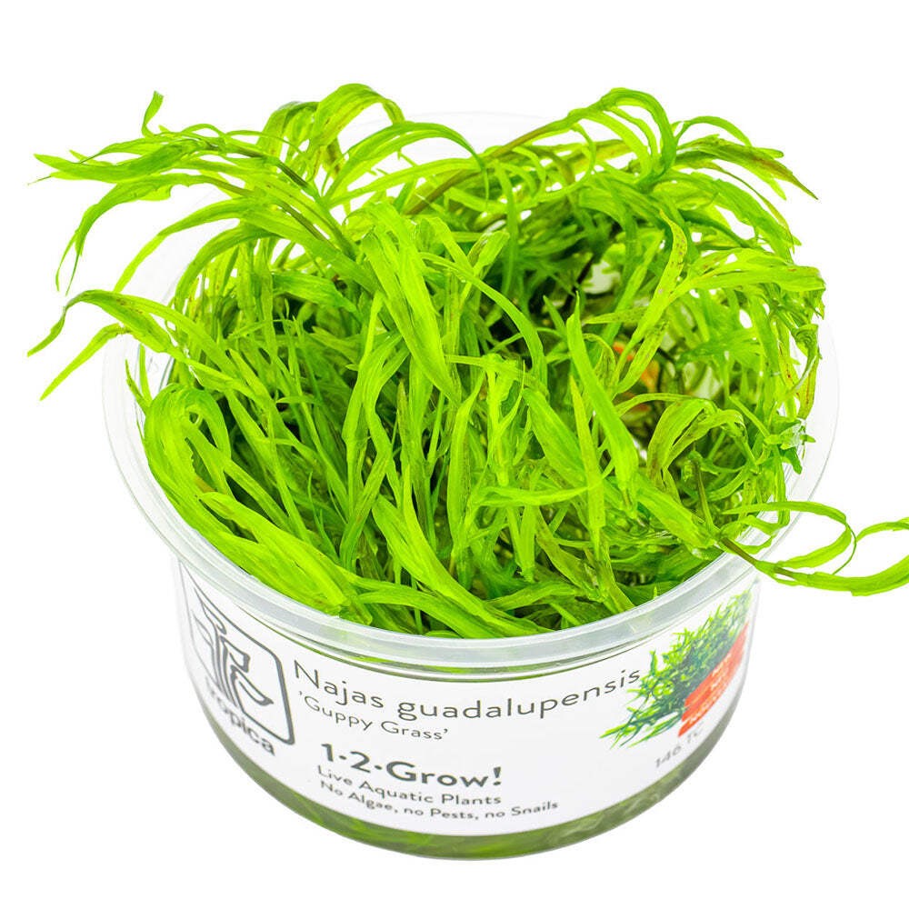 Tropica Najas Guadalupensis Guppy Grass 1-2-Grow - Live Aquarium Tissue Culture