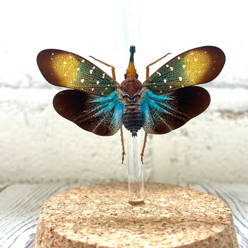 Colorido frasco de exhibición de cúpula de vidrio de insectos cigarra para linterna (Pyrops gunjii) - Imagen 2 de 3