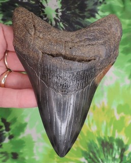 Megalodon Sharks Tooth 5 1/8" inch VERY NICE fossil sharks teeth tooth