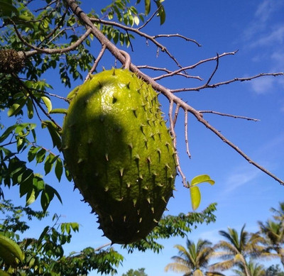 100+ Brazilian Sweet Soursop Seedss (Annona muricata) Sweet Soursop