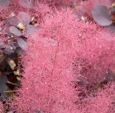 Purple Smoketree, Cotinus coggygria atropurpurea, Seeds (Fast Showy, Fall Color)