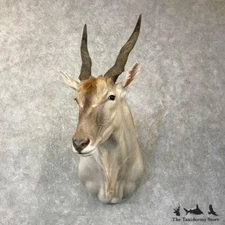 #24756 EL | Common Cape Eland Taxidermy Shoulder Mount For Sale