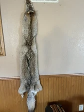 Professionally Tanned  Western Heavy coyote pelt XL Select grade.