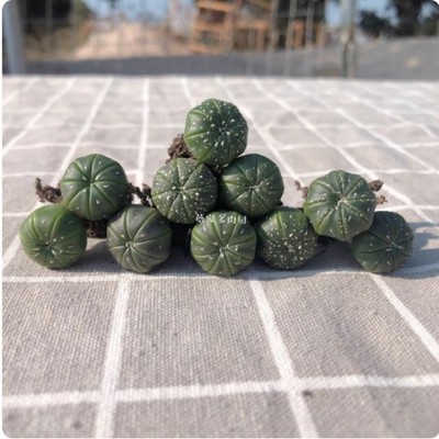 10pcs Astrophytum myriostigma Astrophytum asterias cactus Succulent plants 1-2cm