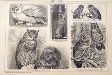 1897 Antica Stampa = GUFI = Allocco Barbagianni = Uccelli Rapaci = Old Print #