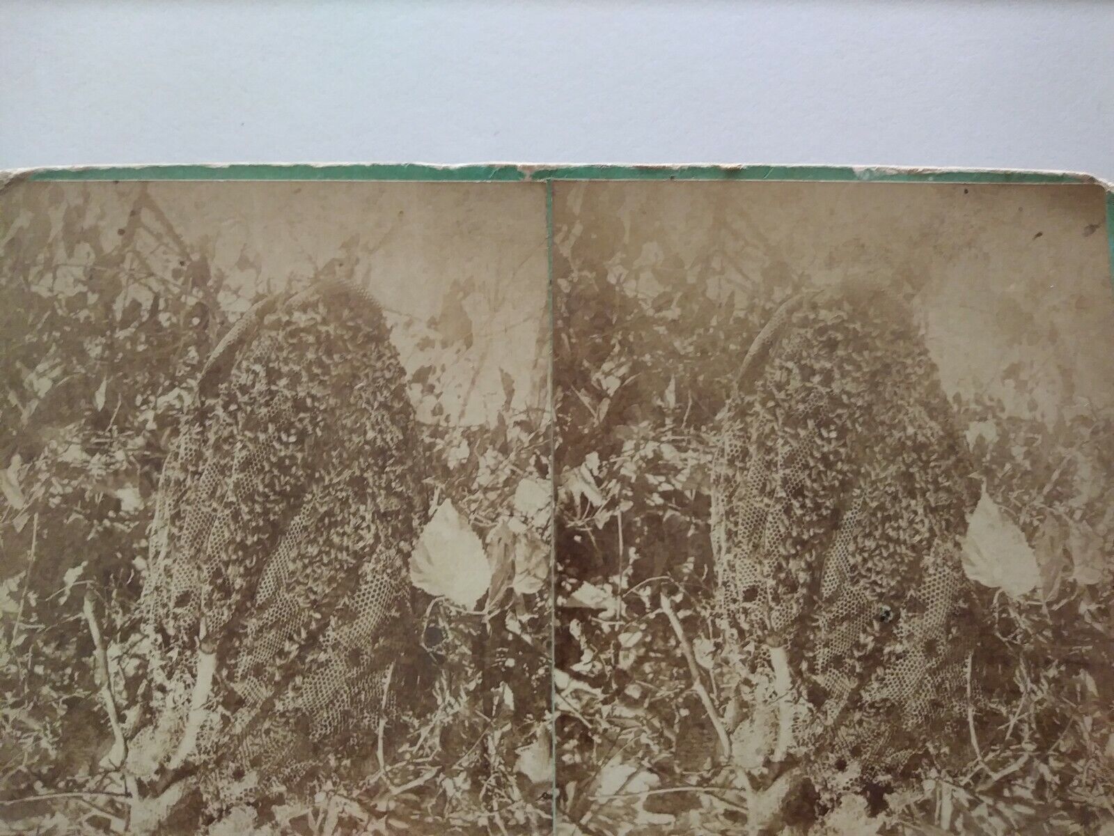 Picture 6 of 11