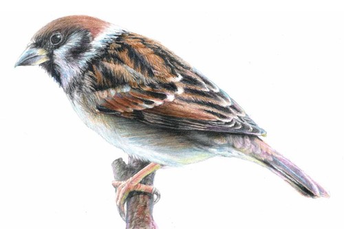 Sparrow Original Art Colored Pencils Drawing Handmade