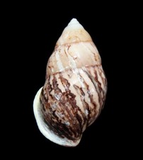 LAND SNAIL, SHELL - Amphidromus asperoides-NEW SPECIES 2024, 57.6MM