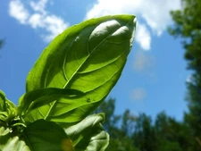 200+ Italian Large Leaf Basil Seeds Heirloom NON-GMO Free Shipping, Fresh Seeds