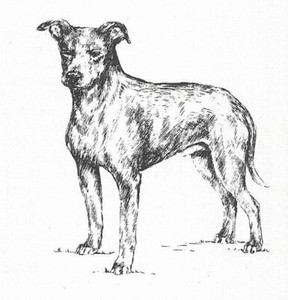 Manchester Terrier #3 - CUSTOM MATTED - 1963 Vintage Dog Art Print 0507 CLD