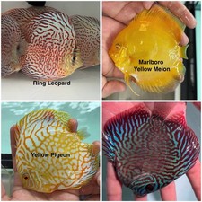 Pack of 4 Discus Fish 3.75  - 4  - Live Fish Aquarium Overnight Shipping
