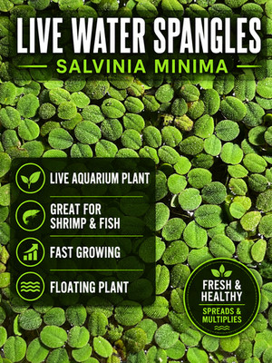 Live Water Spangles / Salvinia Minima Floating Aquarium Plant   3'' circle