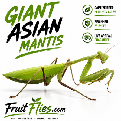 Live Praying Mantis Giant Asian Mantis I2-I4 Exotic Pet Insect (H. membranacea)
