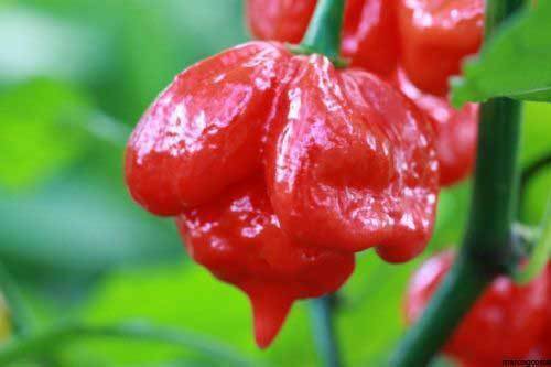 Peperoncino TRINIDAD SCORPION BUTCH T, 25 semi + OMAGGIO - Afbeelding 1 van 3