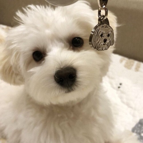 Dog name ID Tag, Maltese - haircut, Engraved, Personalized, Handmade - Picture 5 of 5