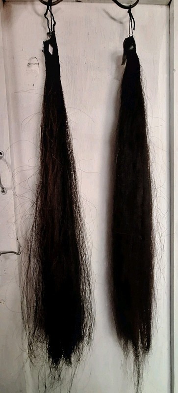 Two Horse Tail Extensions