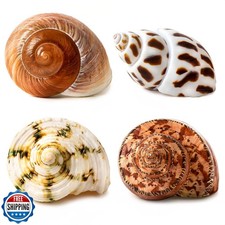 QICQDRAM 4 PCS Large Hermit Crab Shells 2 3.5Inch Natural Hermit Crab Shells