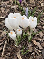 Fifty White Crocus Bulbs 'Jeanne d'Arc' Ready to Plant (Free Postage UK)