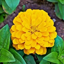 Canary Bird Zinnia Seeds | Giant 5"+ Yellow Flowers | Heirloom / Non-GMO | 1186