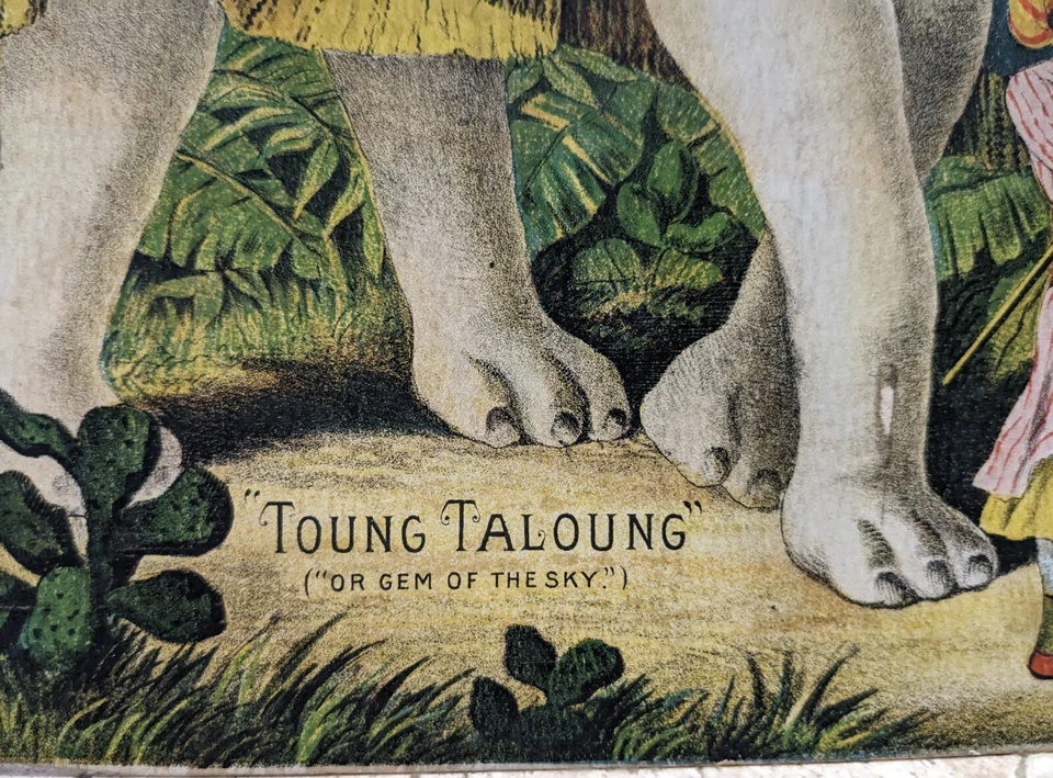 LG. STORE DISPLAY TRADE CARD WHITE ELEPHANT THE GREAT ATLANTIC & PACIFIC TEA CO - Image 3 of 4