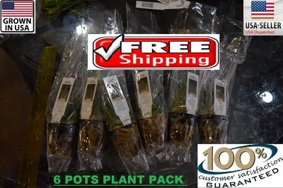 6 Pots Dwarf HairGrass plants Easy Aquarium aquascaping planted tank low light