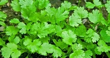 CILANTRO CORIANDER SEEDS 100+ MEXICAN HERB cooking CULINARY health FREE SHIPPING